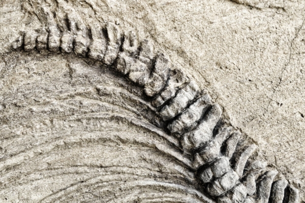 RABAV! Smithsonian instituut tunnistab tuhandete hiidskelettide hävitamist 20. sajandi algul