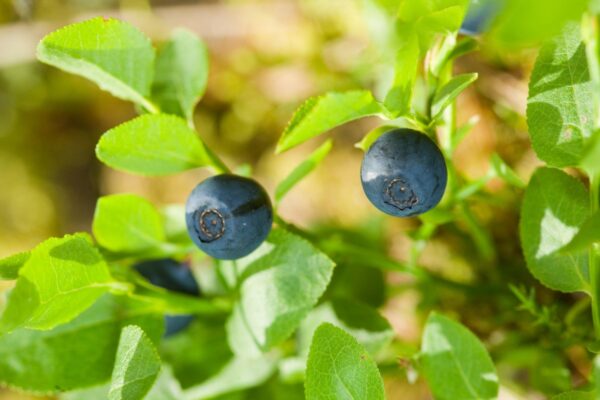 Tartu Ülikooli teadlaste uuringust selgub, et lageraie kaotab mustikasaagi kümnenditeks