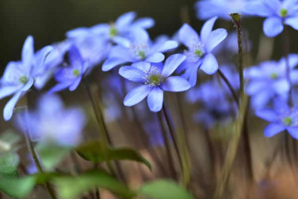 Täna on rahvakalendri järgi tähtis püha – Maaema sünnipäev