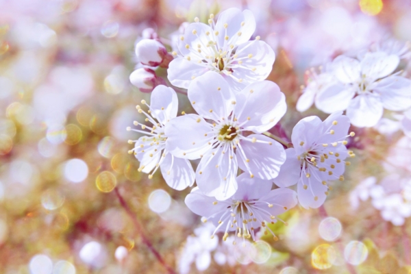 ALKEEMIA TAROSKOOP MAIKUUKS: Mis ootab sind ees armastuse, töö ja tervise osas?