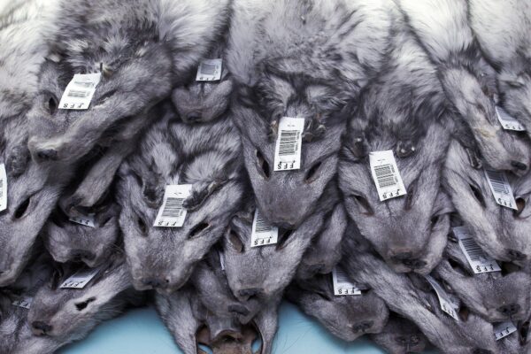 Moehiiglased loobuvad karusnahast: 750 ettevõtet üle maailma on liitunud karusnahavaba programmiga