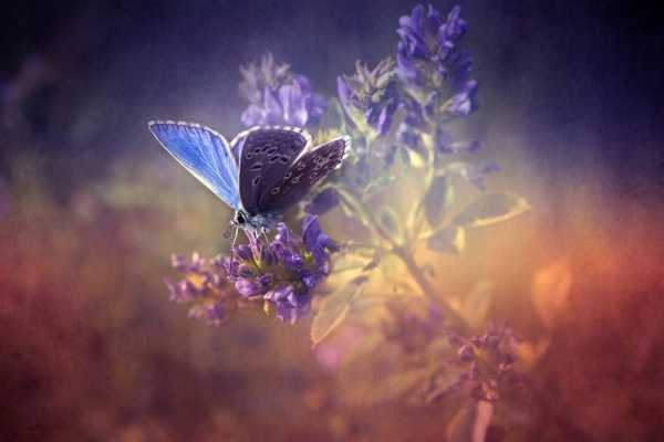 Ära toida puudusteadvust: anna vabaks ja usalda elu