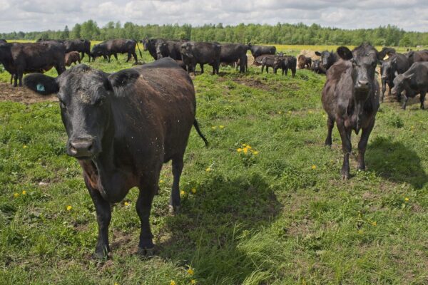 Eesti loomakasvatuses kasutatakse 22 korda rohkem antibiootikume kui Norras