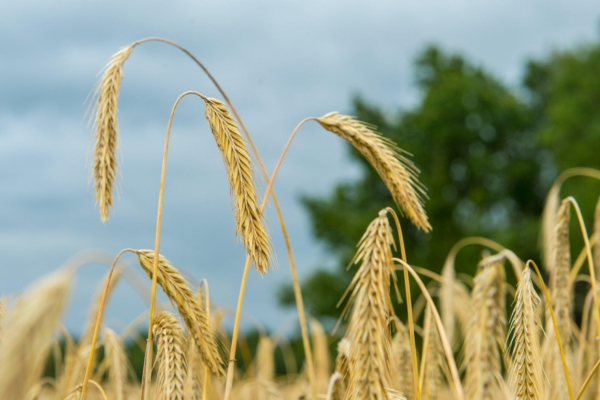 Täna on esimene rukkiema- ehk tulepäev: kaob aovalgus ja öötaevasse ilmub linnutee