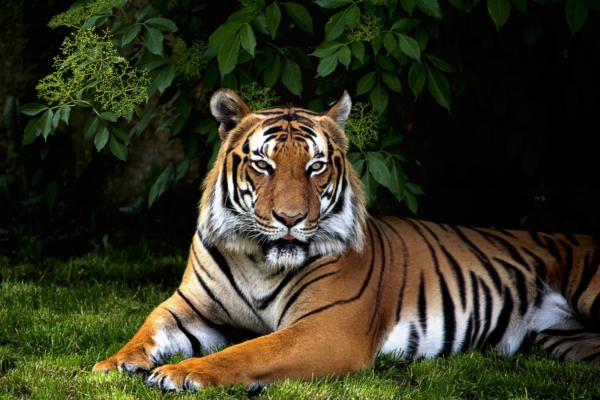 Mida näitab sinu looma-aasta märk? 12 fakti Tiigri aastal sündinud inimeste kohta