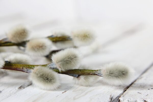 Pühapäev on urbepäev: esiisade maagilised nipid toovad kevadeks hea tervise, ilu ja jõukuse