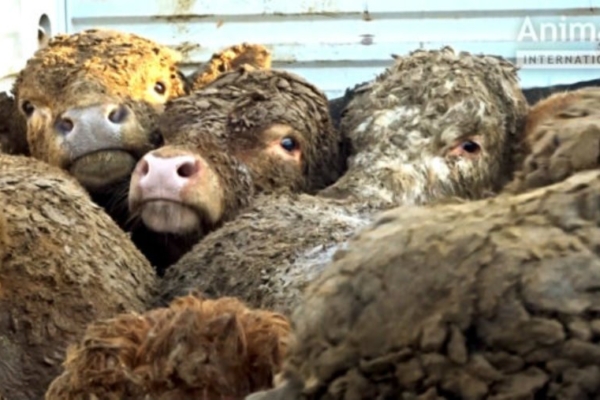 Enam kui miljon Euroopa kodanikku kutsub üles peatama eluskarja pikamaatransporti