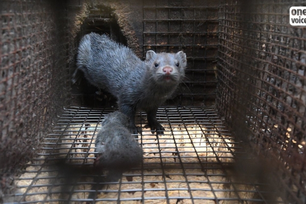 Prantsusmaal avastati Euroopa kohutavaim karusloomafarm