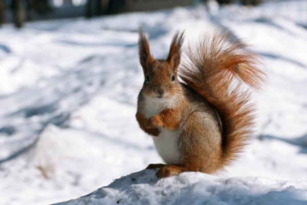 RAHVAKALENDER: radokuu ehk veebruar on kale aeg, mil alustatud asjad jäävad püsima
