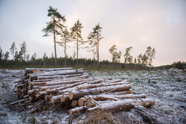 Looduskaitsealused liigid jäävad RMK raietele ette