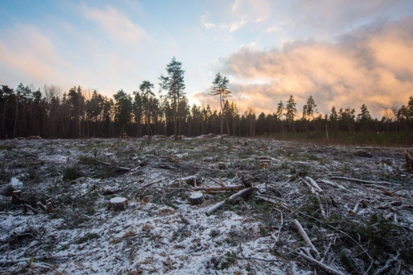 Petitsioon: peatame Eesti metsade hävitamise suurtöösturite poolt