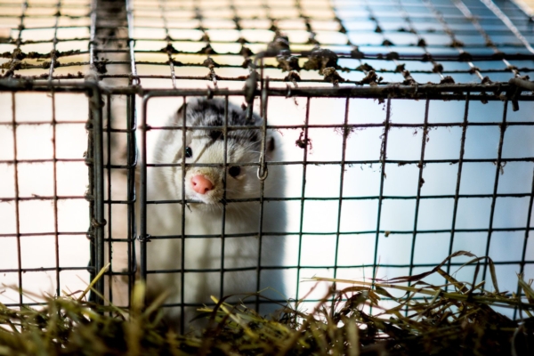 Loomade eestkostjad: karusloomakasvatuse mõjuanalüüs ei ole erapooletu