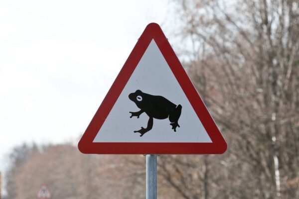 Algas suur kevadine konnade ränne ja konnatalgud