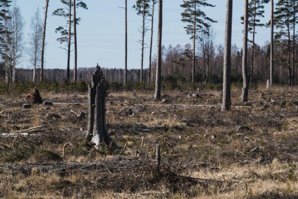 Ametlikult köndistatud kultuuripärand. Viglasuu ristimetsa juhtum
