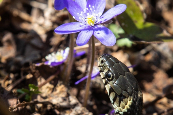 Täna on rahvakalendri järgi käädri- ehk ussiliikumise päev