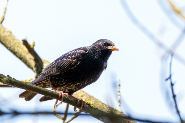 Täna on rahvakalendri järgi sirgupäev: rändlindude koju saabumine tähistab kevade algust