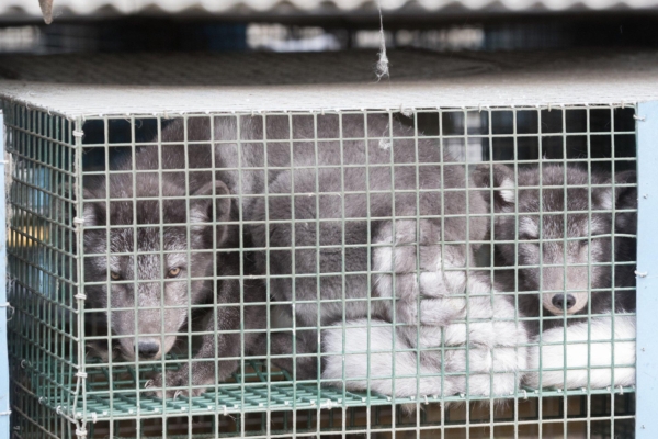 Oluline samm karusnahavaba maailma suunas: suurim karusnahkade oksjonimaja Kopenhagen Fur sulgeb uksed