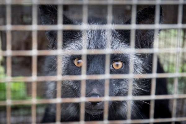 Loomade eestkostjad: Saksamaa suretab karusloomakasvandused välja