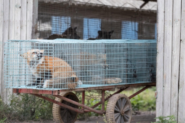 Tšehhi keelustab karusloomafarmid