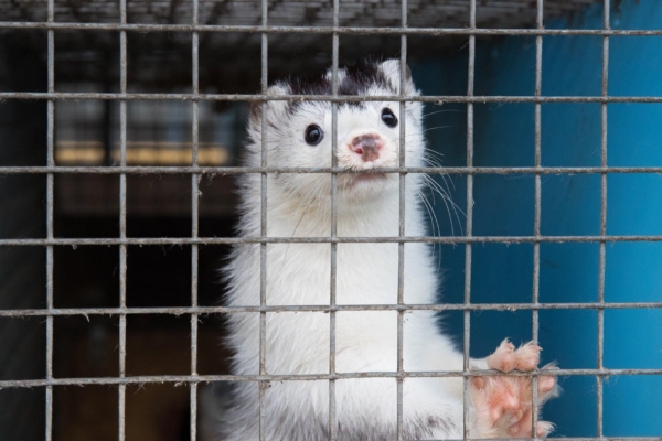 Slovakkia keelustas karusloomafarmid