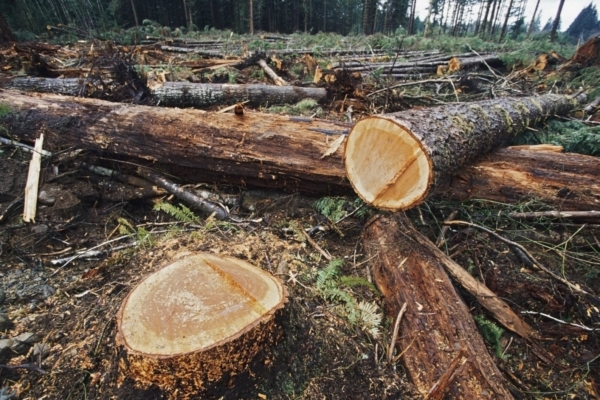 Tule osale ühismeeleavaldusel “Päästame Eesti metsad!”