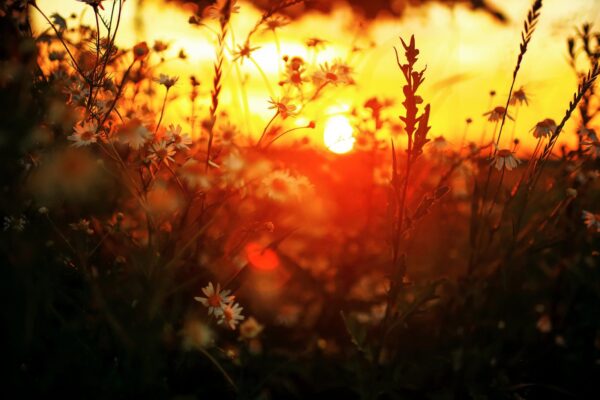 INDIA ASTROLOOGIA PROGNOOS AUGUSTIKS: on hea aeg tegeleda koduste asjade ja oma emotsionaalse küljega