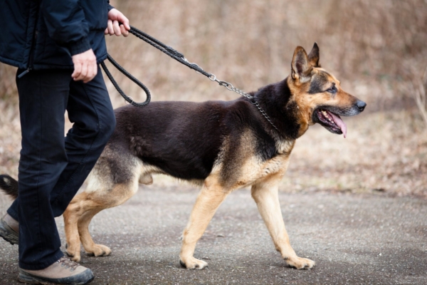 Soome loomaõiguslased avaldasid kaadrid koerte vägivaldsest kohtlemisest treeningutel