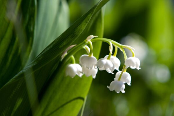 Imekaunis piibeleht ravib nii silmi kui südant
