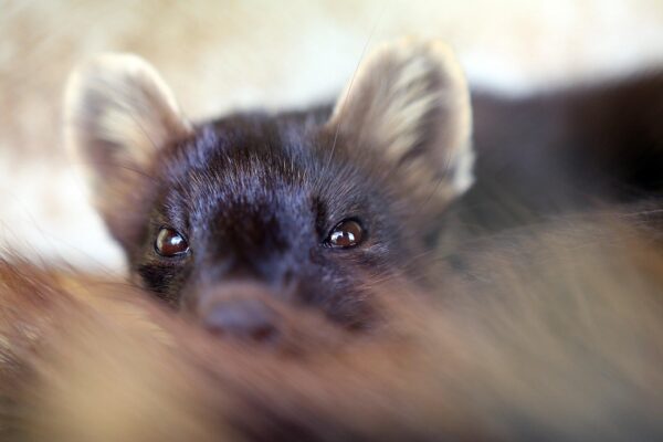 Loomade eestkostjad pöördusid karusloomafarmide tegevuslubade asjus õiguskantsleri poole
