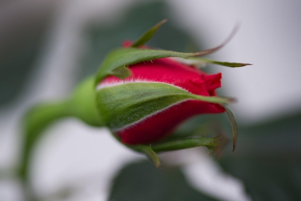 15 tsitaati armastuse kohta