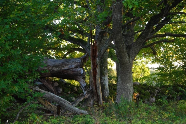 Hiite kuvavõistluse võitis muinasjutuline kuva Vormsi Suurallikast