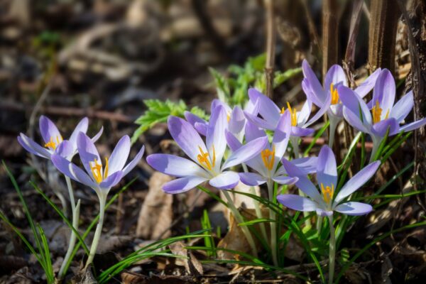 Rahvakalendri järgi on täna korjusepäev