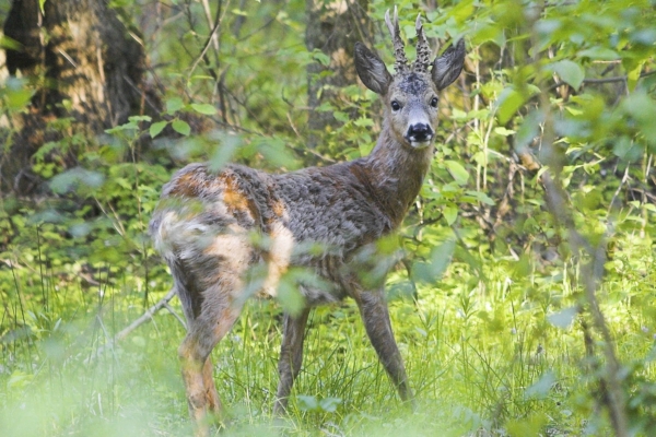 Looma- ja looduskaitsjad algatasid petitsiooni metskitsede vibujahi legaliseerimise vastu