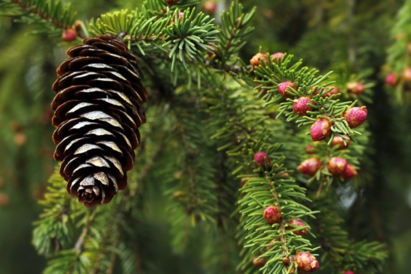 Kuusk – põhjamaine igihaljas tervendaja