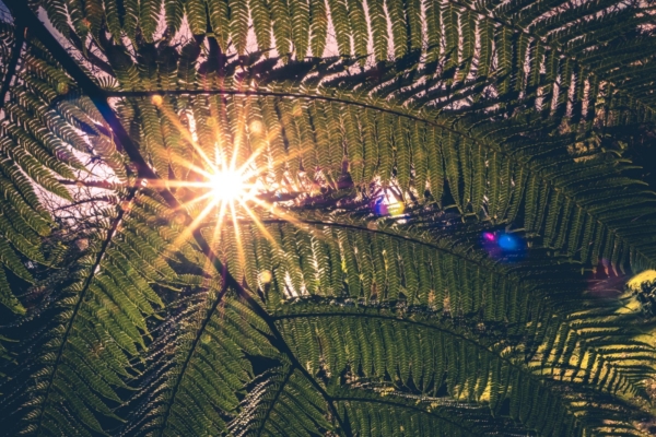 MAAGILINE PÄEV! Täna, 21. juunil on suvine pööripäev koos päikesevarjutusega ja noore Kuu loomisega Vähi sodiaagimärgis