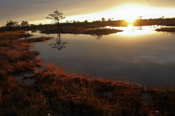 Alkeemia lugemisnurk. “Seal, kus näkid laulavad”: Kes maksab kätte uppunud poisi eest?