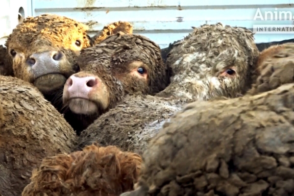 Salavideod paljastavad Euroopa eluskarja julma kohtlemise pikamaatranspordil