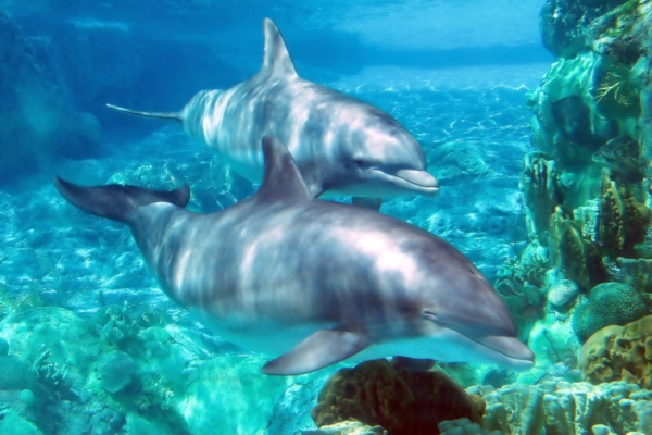 Delfiinienergia aktiveerib selgeltnägemist ja telepaatiat
