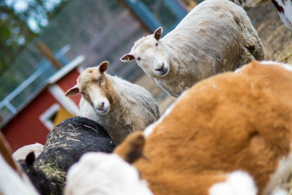 Eesti loomakaitseorganisatsioonid tugevdavad koostööd