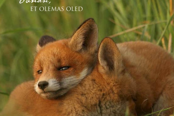 Parimad jõulukingid, mis puudatavad hinge