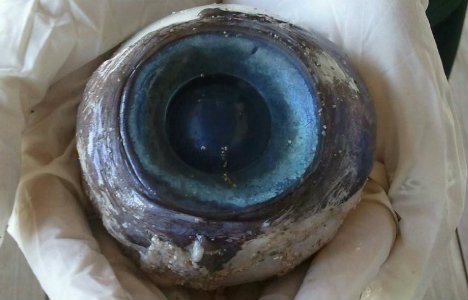 Florida rannalt leiti salapärane hiiglaslik silmamuna