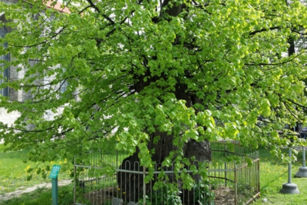 Üle 300-aastane pärn tõi Tallinnale Euroopa puupealinna tiitli