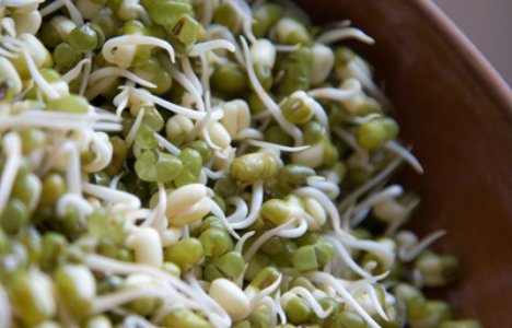 Toitainetest tulvil väikesed idulehed