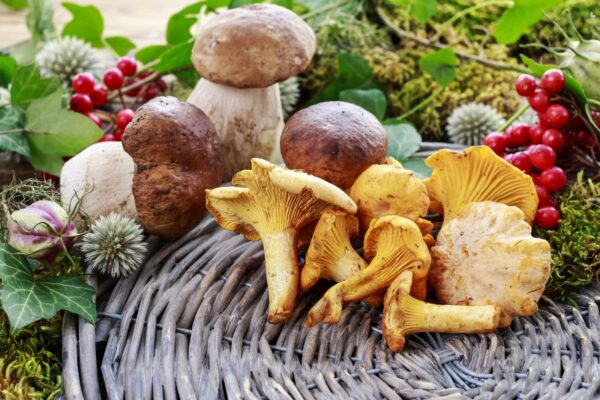 MINE METSA! Kätte on jõudnud seeneaeg