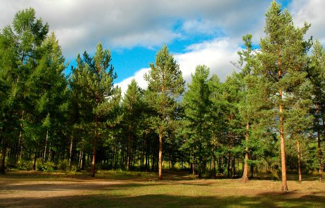 Põhjapoolkera metsad hingavad sügavamalt