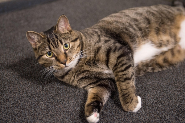 Et neljajalgne pereliige terve oleks