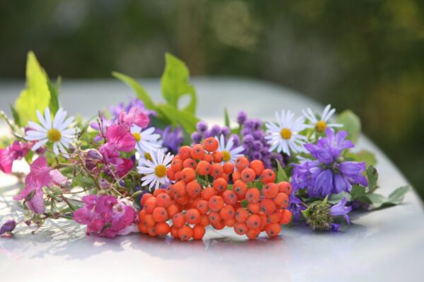 Ravimtaimi saab koguda jaanuarist detsembrini