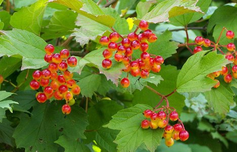 Harilik lodjapuu toiduks ja terviseks