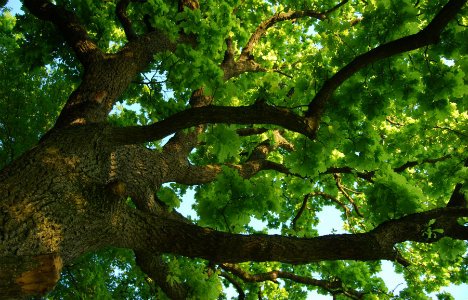 Virumaal tähistatakse Tammealuse hiie aastapäeva