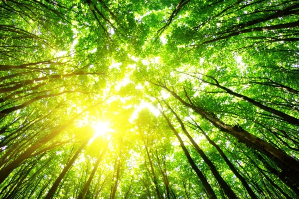 Täna toimub üle-eestiline Metsameeleavaldus vähemalt 24 eri paigas